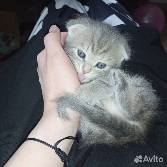 Британские кошечки