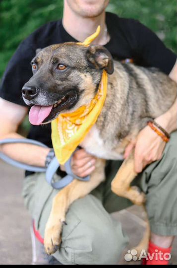 Добби грустит в клетке