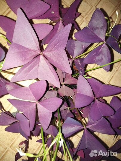 Кислица детки