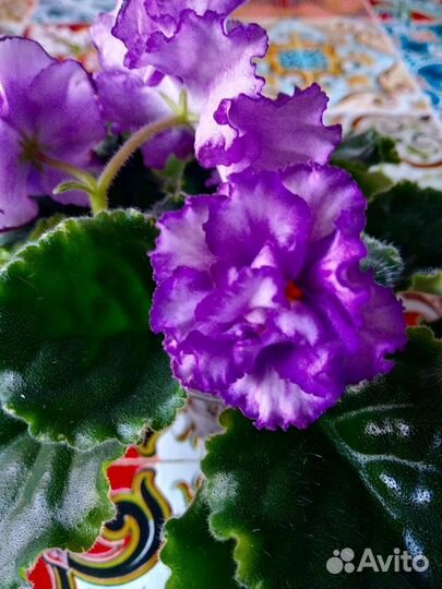 Фиалки сортовые