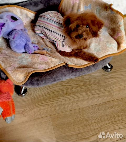 Мальтипу детка