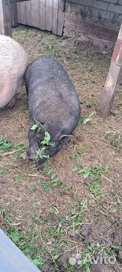 Вьетнамский вислобрюхий хряк