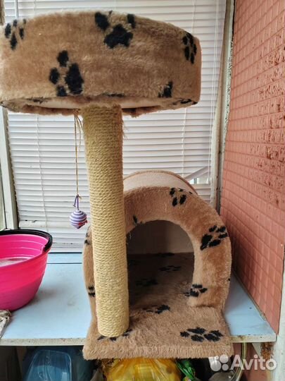 Когтеточка