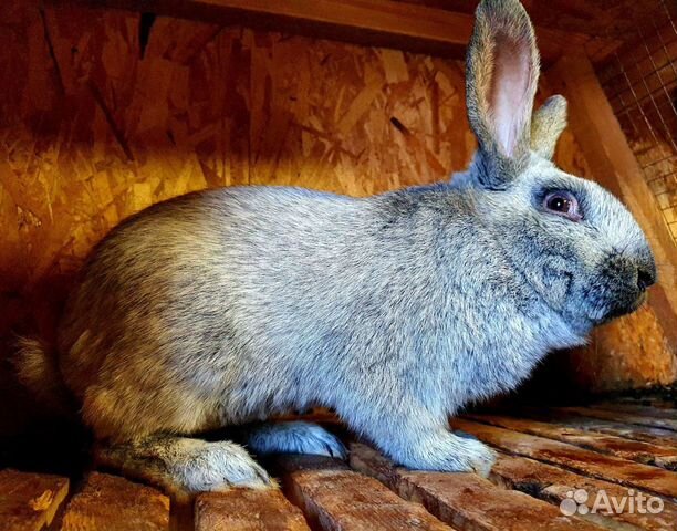 Кролики мясных пород на племя