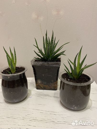 Хавортия полосатая