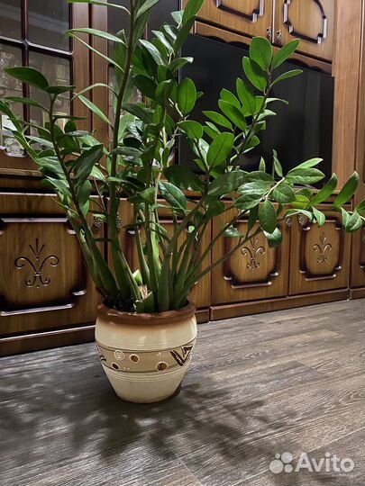 Замиокулькас