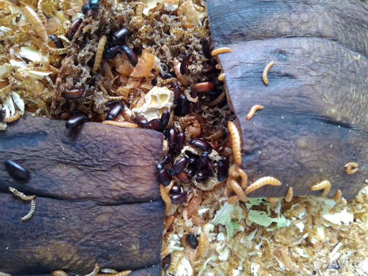 Жук знахарь и туркменский таракан