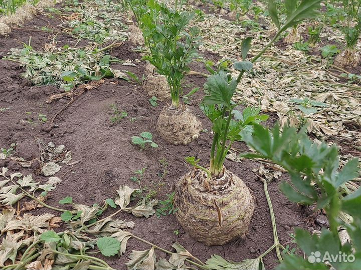 Корень сельдерея