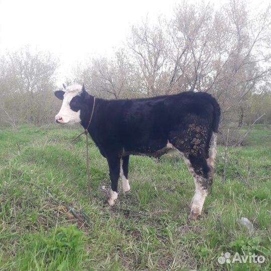 Продам телку