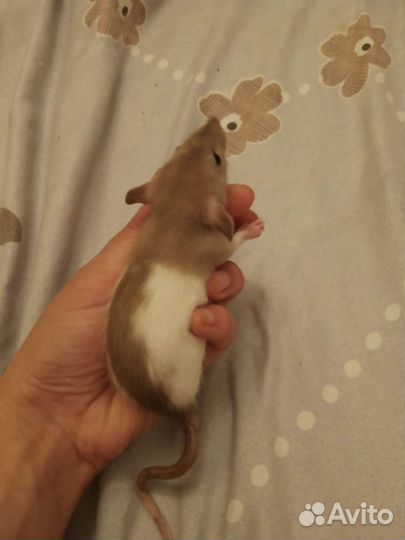 Крысы дамбо девочки