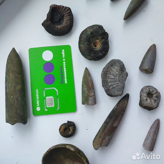 Окаменелости