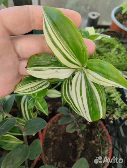 Шоколадница Традесканция Бегония