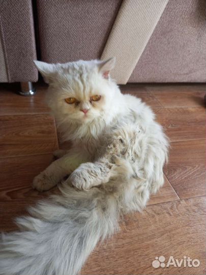 Персидский кот