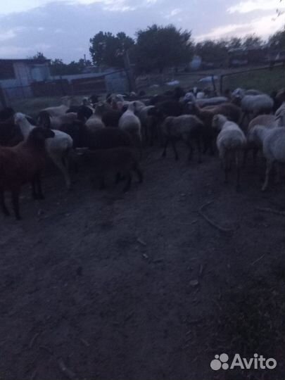 Овцы