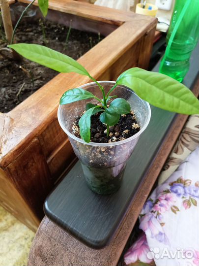 Отростки азиатского лимона