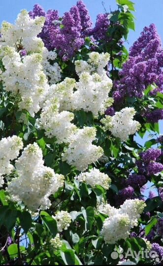 Жасмин,черемуха красная,барбарис,клубника