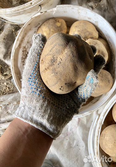 Картофель сортовой