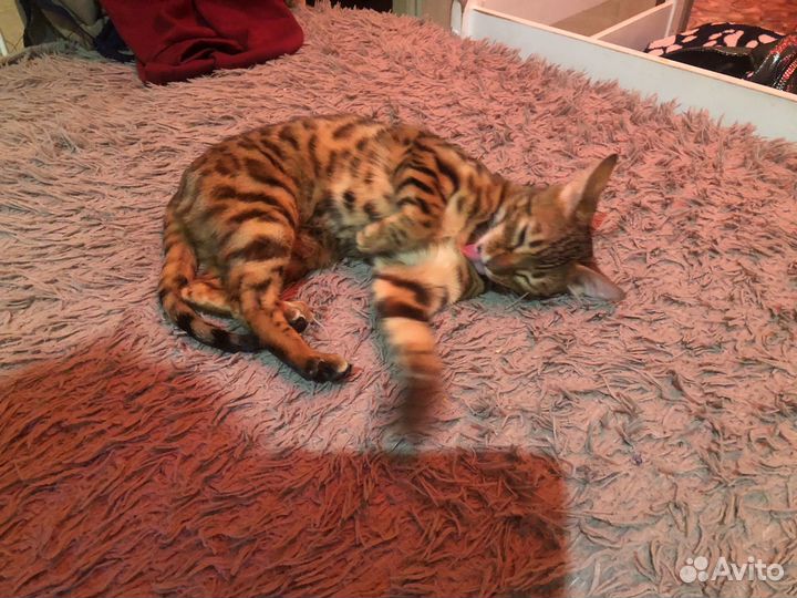 Бенгальская