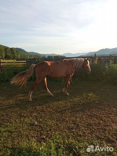 Жеребец орловский рысак
