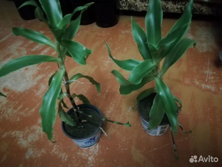 Каллизия душистая / Золотой ус