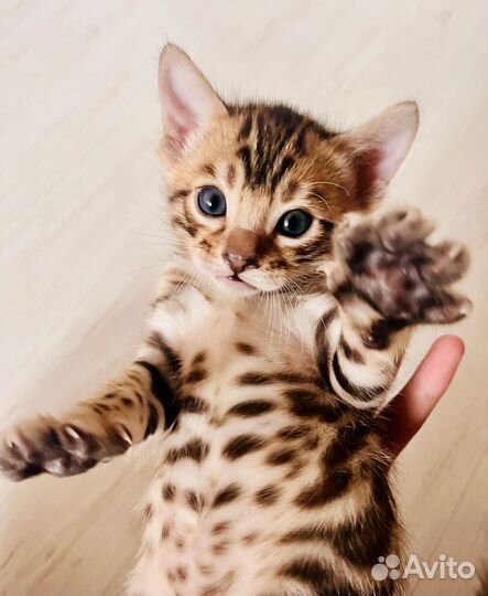 Бенгальские котята