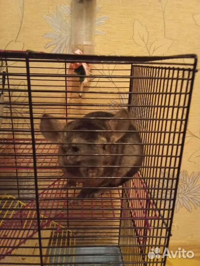 Шиншилла 3 мес