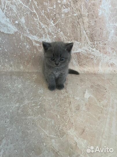 Британские котята