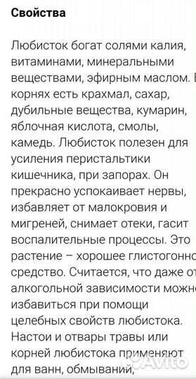 Любисток многолетний