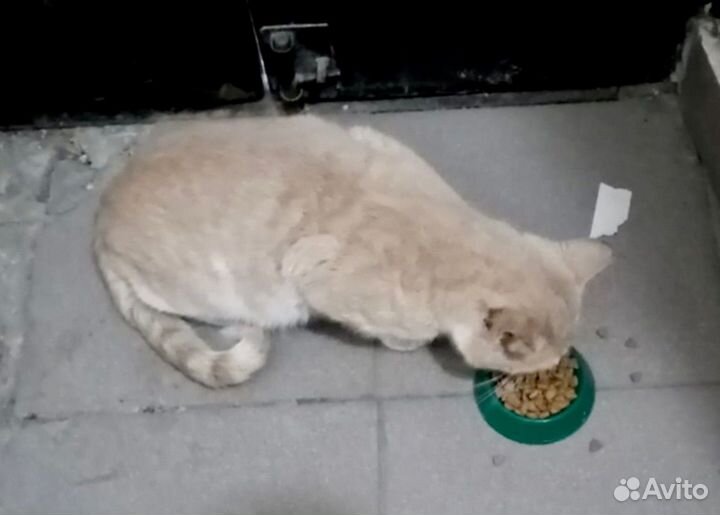 Бездомные котики