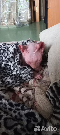 Отдам кота в добрые руки