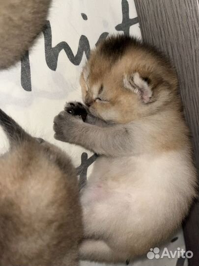 Котята золотая шиншилла