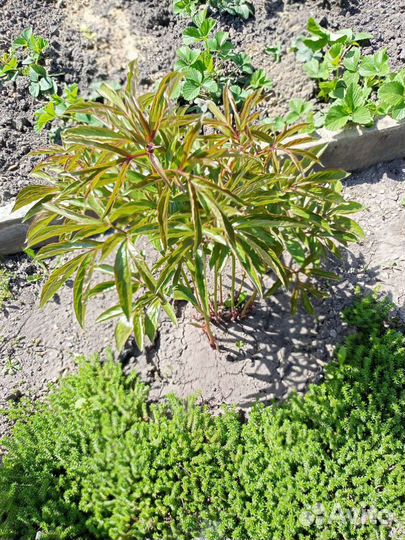 Бадан многолетний. Лечебный