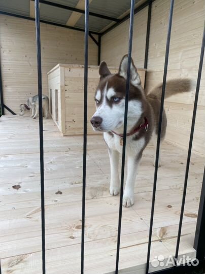 Вольер для собак