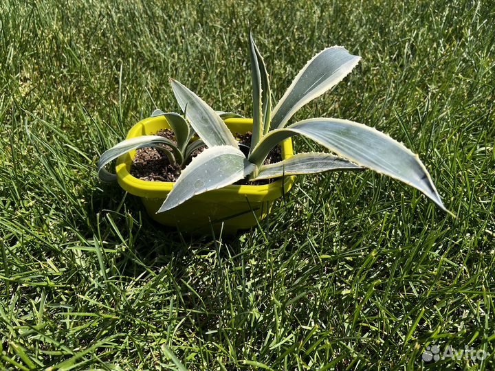 Кактус агава