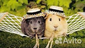 Зоогостиница