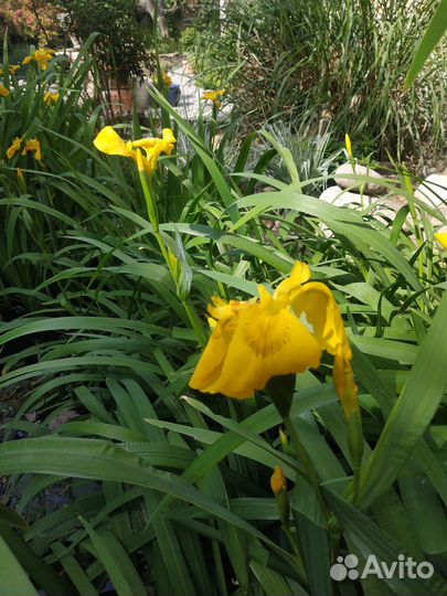 Ирисы луковицы