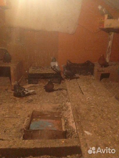 Голуби бойные с лётом с боем