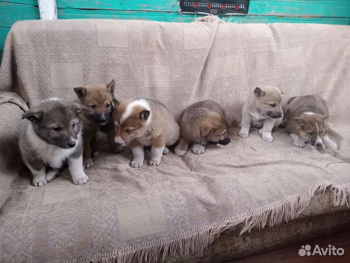 Щенки лайки