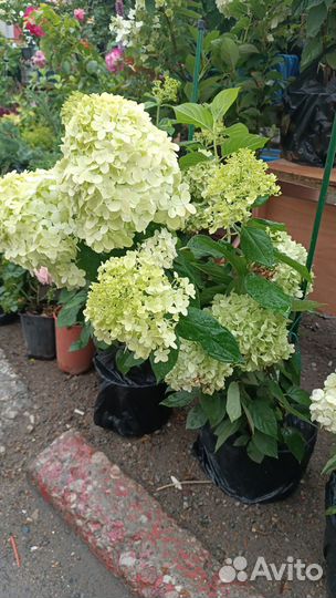 Гортензия меджикал мун лайт