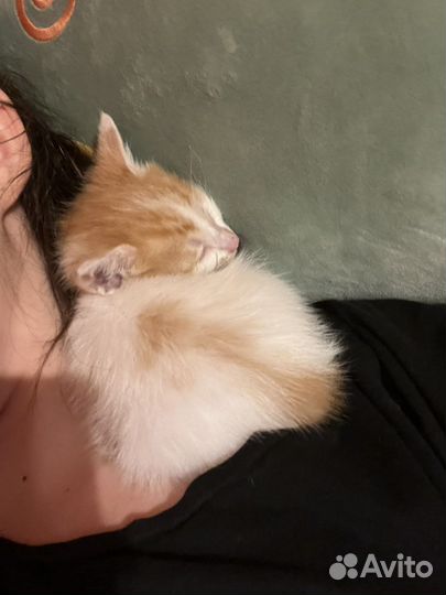 Котёнок 1,5 месяца