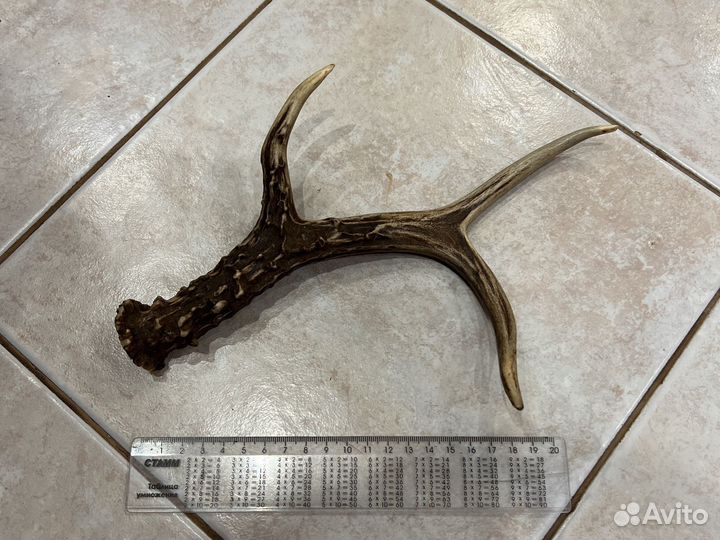 Рога лося или олегя