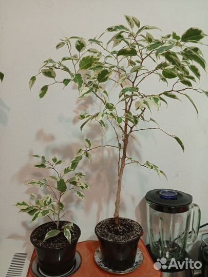 Фикус бенджамина