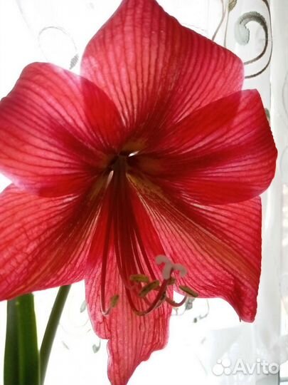 Гиппиаструм