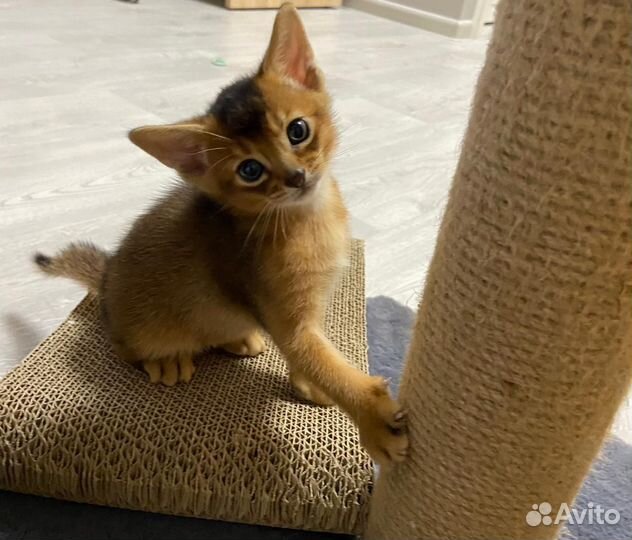 Абиссинские котята