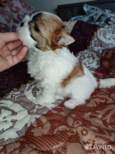 Йоркширский терьер бивер голдаст девочка куколка