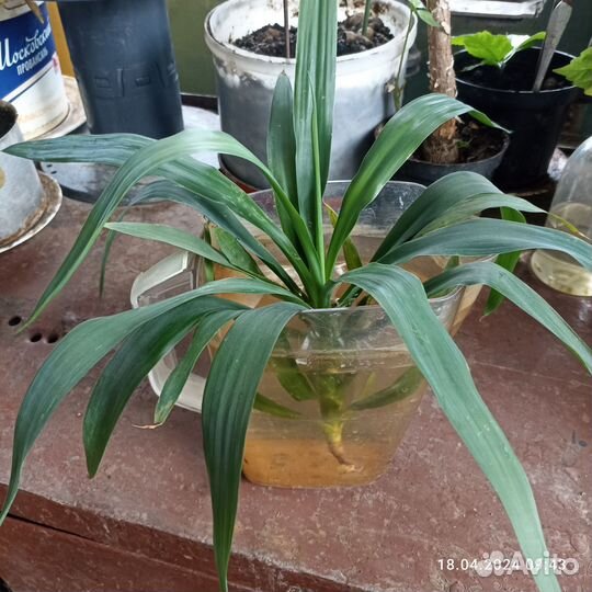 Комнатные цветы юкка