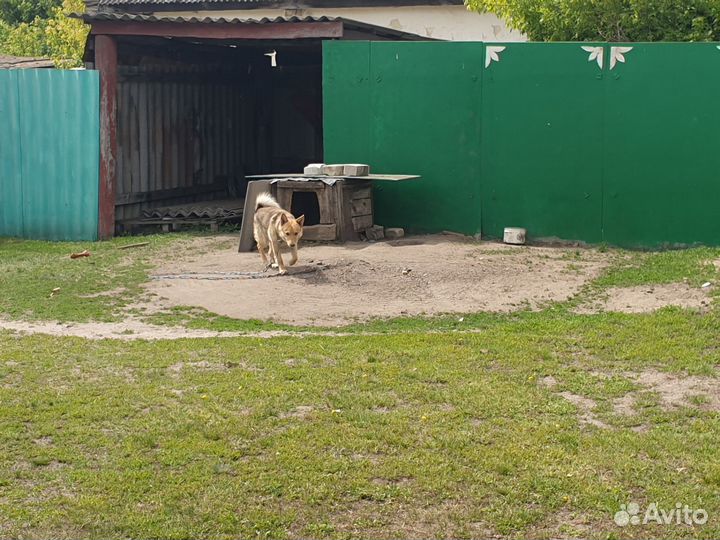 Собака в добрые руки бесплатно