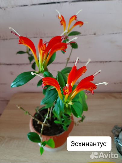 Кактусы и суккуленты