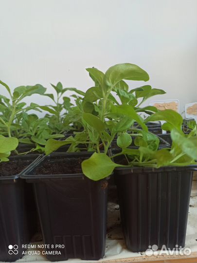 Петуния ампельная рассада