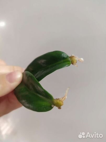 Замиокулькас черный равен, зензи